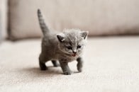 「心が砕けた」「犯人が許せない...」旅行から帰宅した女性、電子レンジで殺された愛猫の遺体を発見