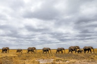 象のフンが二酸化炭素を減らす──象牙輸出と持続可能な保護活動とは？