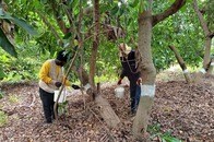 ガザ戦争が招いたイスラエル「労働者不足」の深刻度...パレスチナ人の締め出しで、農業は危機的状況に