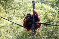 野生動物の棲む静寂の森は喧騒の都市に　インドネシア首都移転の波紋