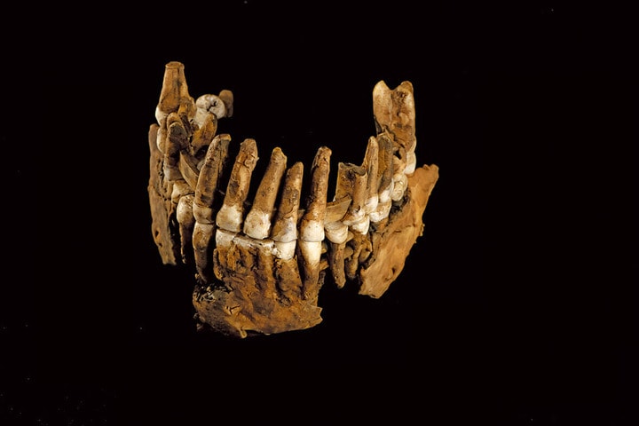 ネアンデルタール人「トーリン」のあごの化石