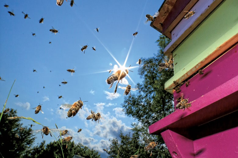 ミツバチの激減は養蜂家ばかりか農家にも大打撃を与える。専門家もお手上げだったウイルスの駆除に、キノコが威力を発揮しそうだ　ERIC TOURNERET/GETTY IMAGES
