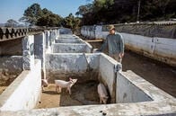 南アフリカで繰り返される「土地改革」による人種対立