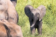 突進を練習中のゾウの赤ちゃんが撮影される