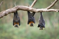 致死率75％、ワクチン未開発の「ニパウイルス」、インドで感染拡大の可能性