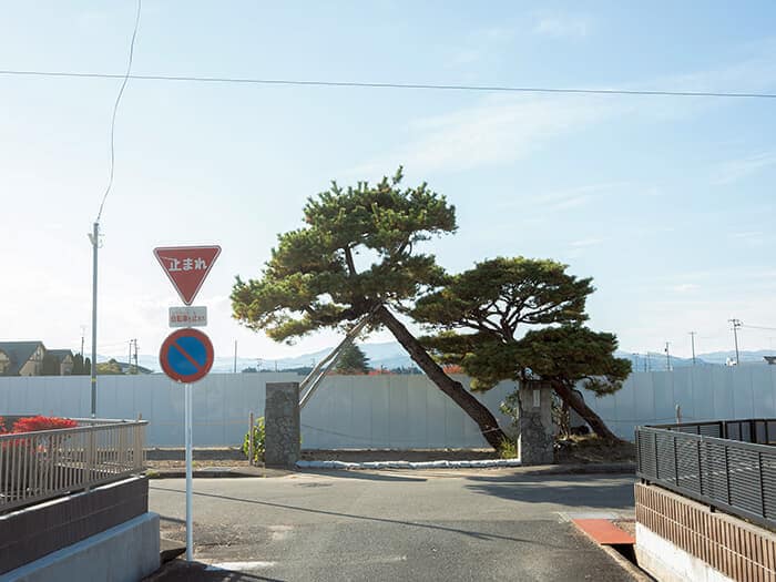 再開発事業の工事が進む小学校跡地に残った校門と松（浪江町、25年）。長期にわたる避難の影響で人口が減少し、小中学校は統合された