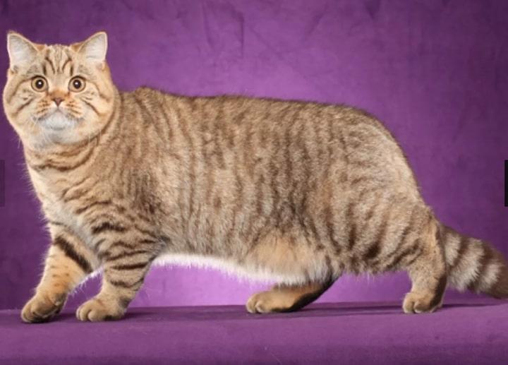 7British Shorthair.jpg