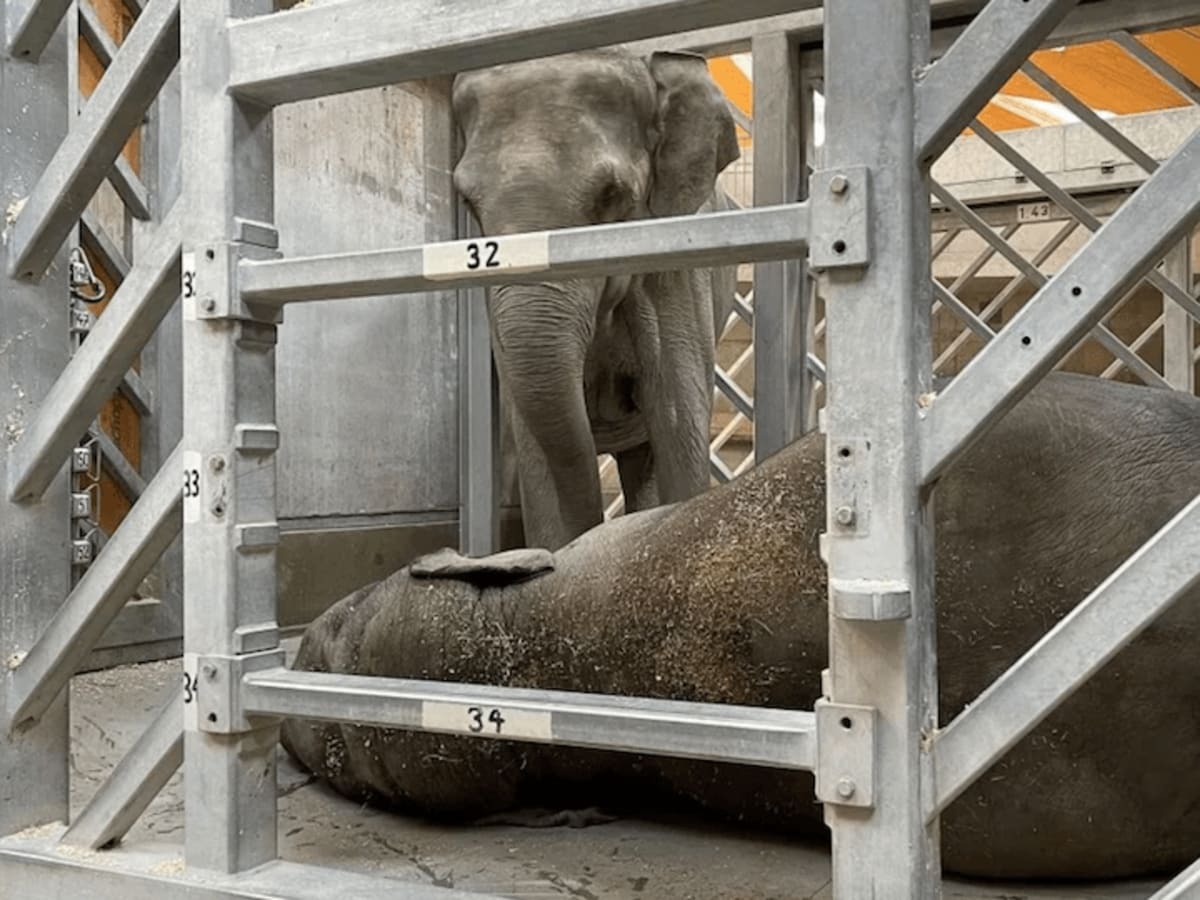 チューリヒ動物園で姉弟の子ゾウが相次いで死ぬ | ニューズウィーク