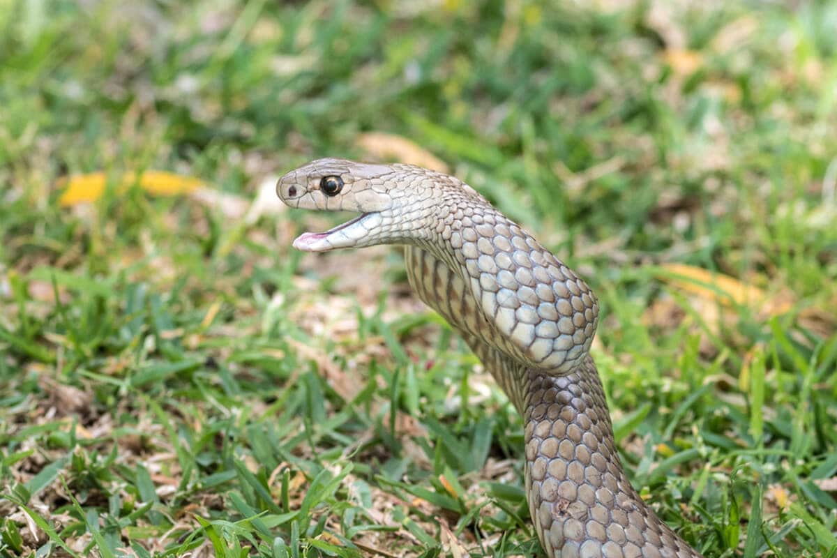 【動画】ヘビの口から顔を出す、もう1匹のヘビ | ニューズウィーク日本版 オフィシャルサイト