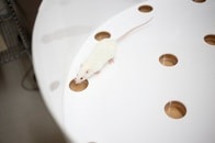 アルツハイマー病で最も損なわれる記憶と同種の記憶がラットにもあった！新薬開発に期待