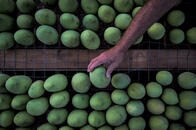 【写真特集】熱帯化するイタリアの田園