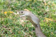 【動画】ヘビの口から顔を出す、もう1匹のヘビ