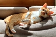 【動画】1カ月ぶりに会った愛猫がまさかの変貌...衝撃の「おばあちゃん効果」