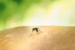 デング熱の流行が約100年ぶりの規模に…媒介する蚊がフロリダで集中的に増えた理由とは