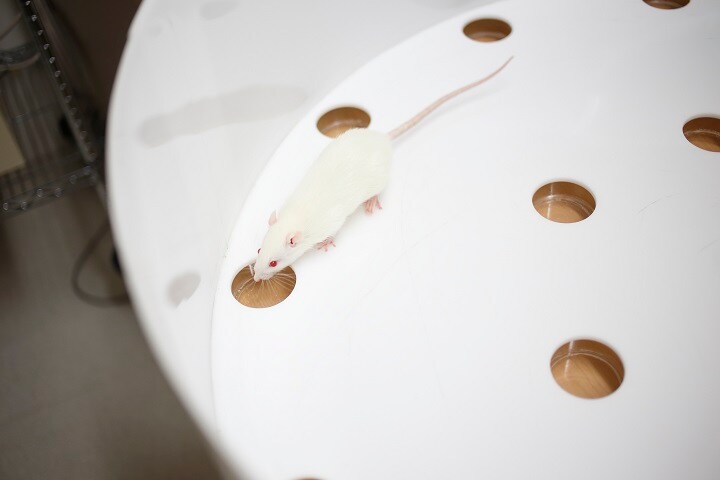 インディアナ大学の研究チームが実験に使ったラット。ラットも出来事の順序を記憶できることが初めて分かった　Indiana University