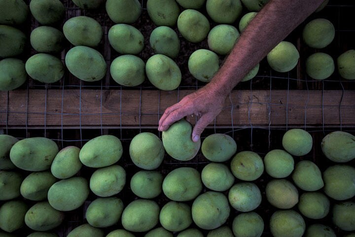 シチリア東部のカターニアのマンゴー栽培・販売会社「トロピカル・フルーツ」で収穫されたマンゴー