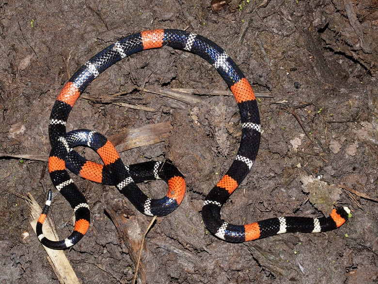 （写真はイメージです）　Fabio Maffei-Shutterstock