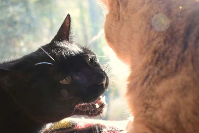 猫同士の関係は難しいこともある（写真はイメージです） fr0ggy5-Unsplash