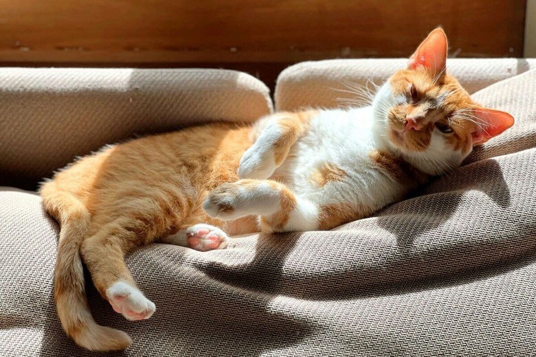 甘やかされて育った猫は...（写真はイメージです）　Karin Kim-Unsplash