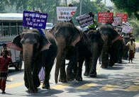 ゾウと共生する「優等生」のはずのスリランカに落第点?