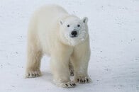 シロクマに包囲され逃げられないロシア観測隊、番犬犠牲に