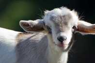 【動画】TikTokユーザーを虜にする、飼い主と子ヤギの相思相愛ぶり