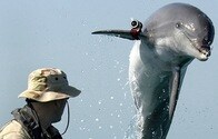 ウクライナへの愛国心でイルカが自殺！？　クリミアで翻弄されるイルカたち