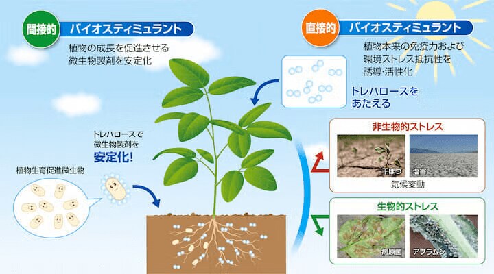 バイオスティミュラントへのトレハロースの展開イメージ図