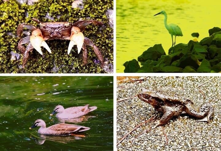 荒川の動物たち