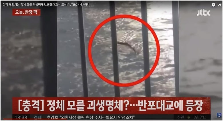 ソウルの中心を流れる漢江に怪物現る？ JTBC News / YouTube