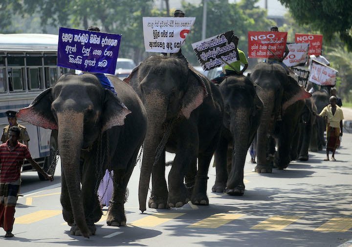 かつてのスリランカではゾウが街中を練り歩く姿は珍しくなかったが（写真は2014年のゾウ保護強化を求めるデモ）　Dinuka Liyanawatte-REUTERS