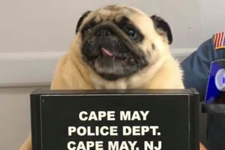 Cape May Police Department／Facebook