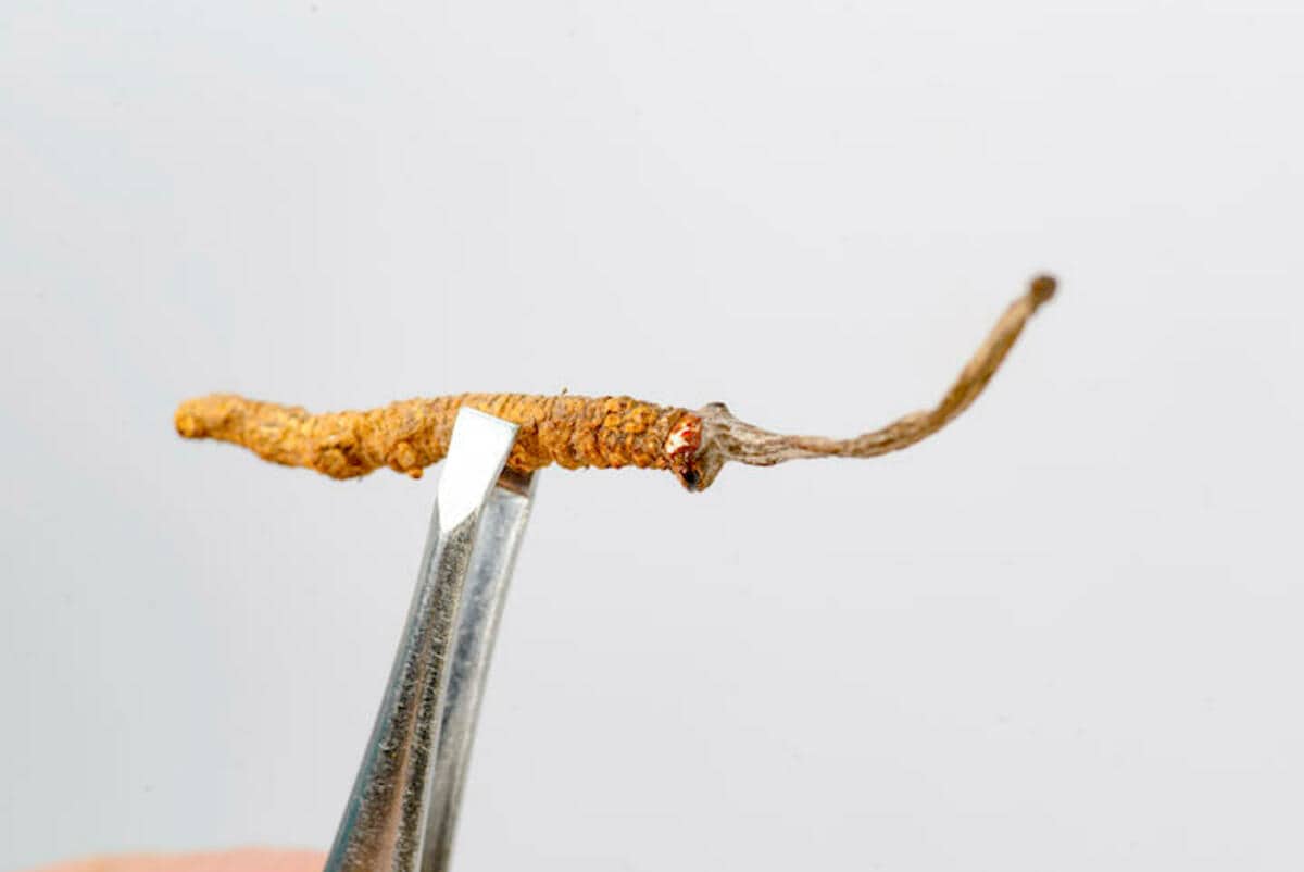 虫に寄生する殺虫キノコ、漢方生薬「冬虫夏草」の成分を用いた抗がん剤