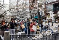 4月訪日客5.5％減、復活祭休暇またがり客足分散　桜人気で今年最多