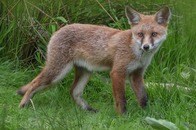 【画像】南米の古代人がキツネをペットとして飼っていた可能性