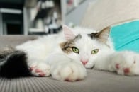 【動画】飼い主が大好きすぎる猫...撮影現場に割り込んでまったり