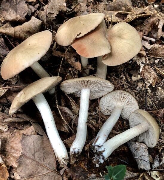 クサウラベニタケ