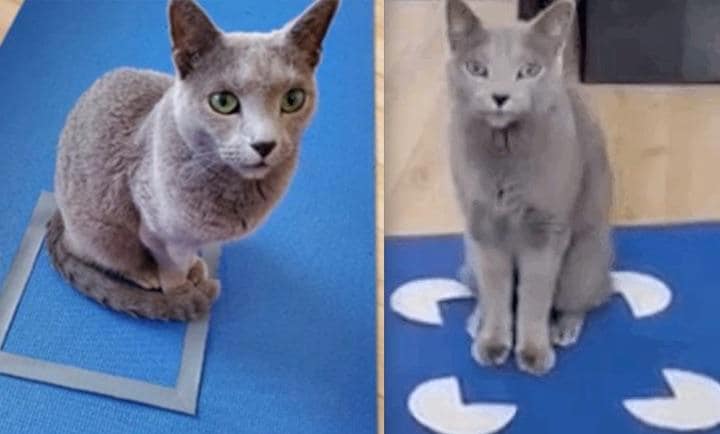 ネコは箱が好き......描かれたものでも、錯覚でも...... Gabriella Smith M.A.-twitter