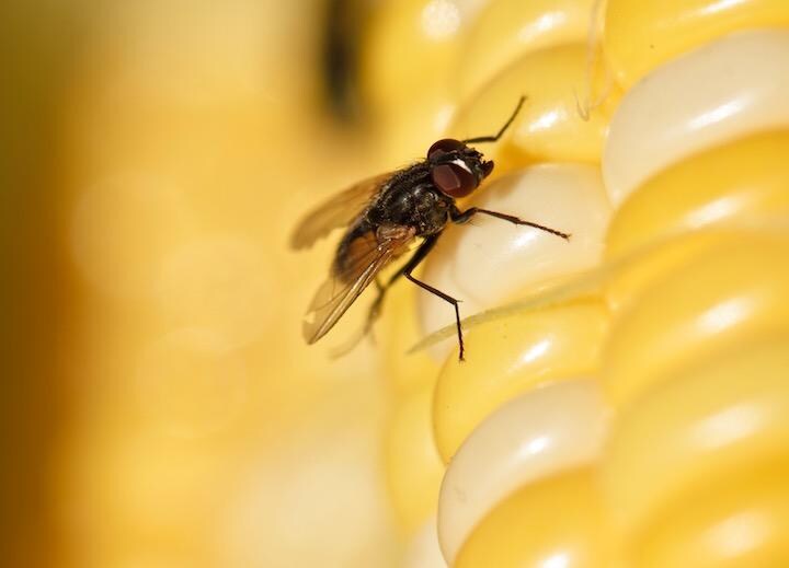 採集した虫の9割で人体の健康を害するおそれのある細菌が...... Frogman1484 -iStock