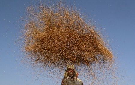 　７月２日、国連食糧農業機関（ＦＡＯ）が発表した６月の世界食料価格指数は平均９３．２ポイントと、前月から２．４％上昇し、今年に入って初めてプラスとなった。写真はもみ殻と穀物をふるい分ける農家。２０１５年１１月、インドのアガルタラで撮影（２０２０年　ロイター/Jayanta Dey）