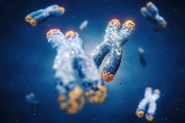 テロメアの長さが細胞の分裂回数を制限していると考えられる（写真はイメージです）　nobeastsofierce-shutterstock