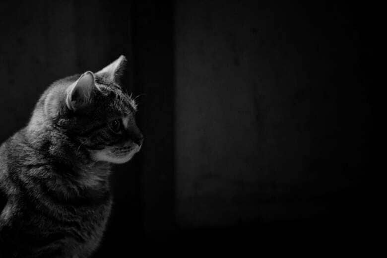 里親を募集しても誰も振り向いてくれない猫もいる（写真はイメージです）　Mohammed Babikir-Unsplash