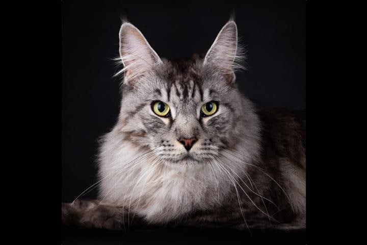 月5000円、36回ローンで買われた猫が直面した悲劇とは？　Laura Fokkema - iStockphoto