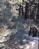 BEAR League / Facebook