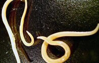 ４万年前の線虫も......氷河や永久凍土に埋もれていた生物が温暖化でよみがえる