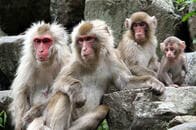 未来の女性首相はどのタイプ？　哺乳動物の「メス首長」に見るリーダーの資質