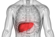 「ミニ肝臓」の技術が開く「移植を待たない」未来