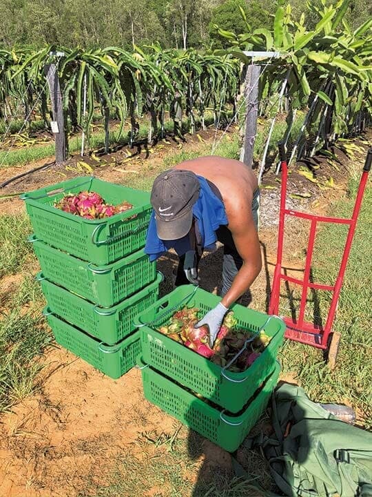 ドラゴンフルーツの収穫