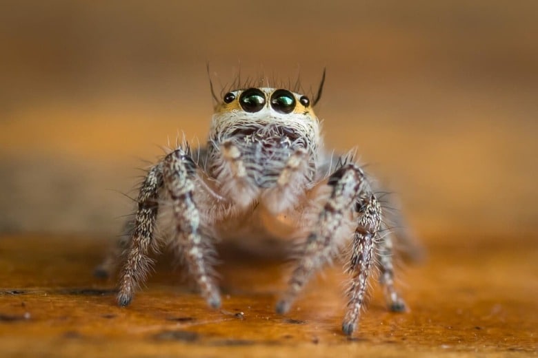 Kim Pin／Shutterstock