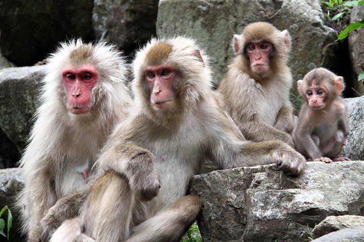 基本的にニホンザルの社会も年功序列（写真はイメージです）　karutasu53-iStock